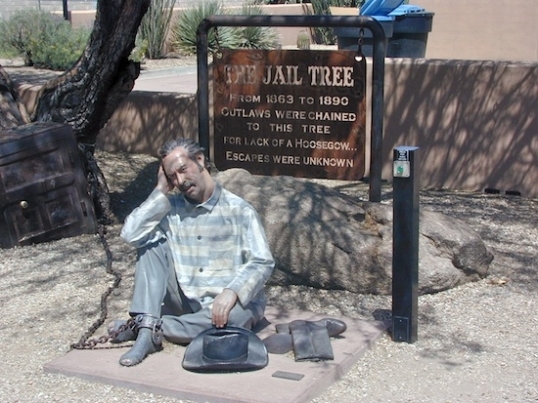 "The Jail Tree - From 1863 to 1890 outlaws were chained to this tree for lack of a hoosegow... escapes were unknown"