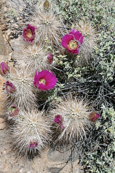 So, before scheduling time to worry about the wheel bearing and stare into the abyss, let's just walk 100 feet to look at a really ugly cactus with a really pretty flowers!