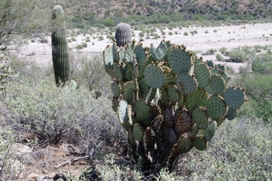 Then let's look over the ridge and down into the wash, but notice this interesting cactus first.