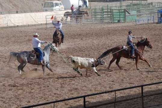 And it looks like a profitable throw, with the rope wound around the steer's right rear leg.