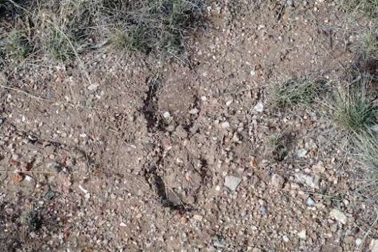 Interesting. These are sized like horse tracks, not burro. Riders rounding up stray cattle (whose tracks abound crossing Old 89)? Or escaped, or wild?
