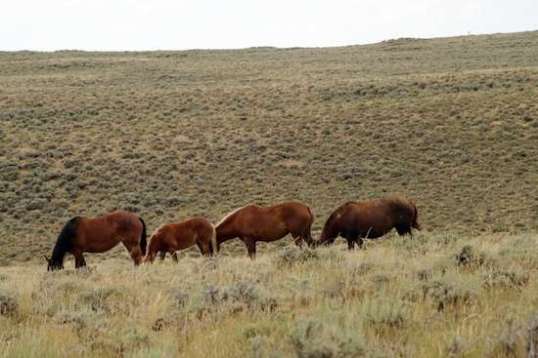 There are areas of Wyoming where seeing wild horses is almost commonplace.